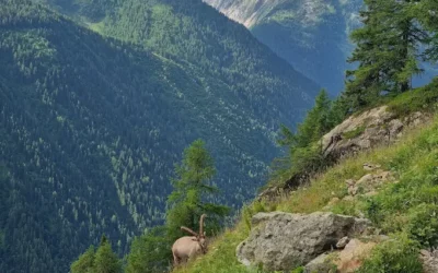 Tour du Mont Blanc en 7 jours – Étapes, Tracé & Hébergements