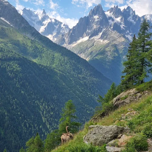 tour_du_mont_blanc_bouquetin